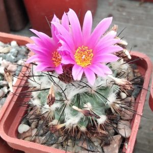 Gymn. viereckii L1159 -mini-