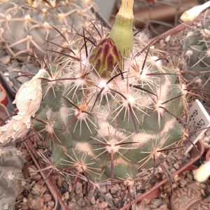 Coryphantha cornifera