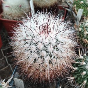 EFC vaupelianus -MG-
