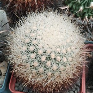Matucana  hainei L232 -MG-