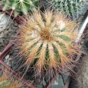 Eriocactus warasii