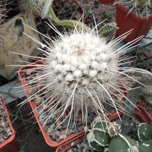 Mamm. nejapensis v. longispina -cube-9cm- 24 years-