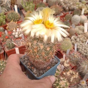 Coryphantha echinoidea SB43