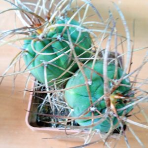 Gymnocatycium  spegazzinii v. horyzontalonium -ціну знижено-