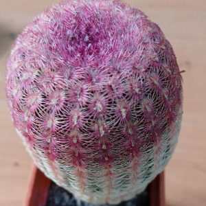 Echinocereus rigidisimus v. rubrispinus L088