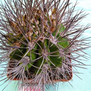 Neochilenia  wagenknechtii -30years-