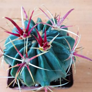 Ferocactus latispinus