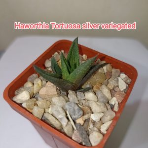 Haworthia Tortuosa Silver Variegata