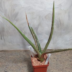 4198 Agave toumeana -Cramm Mts- вік 6 років