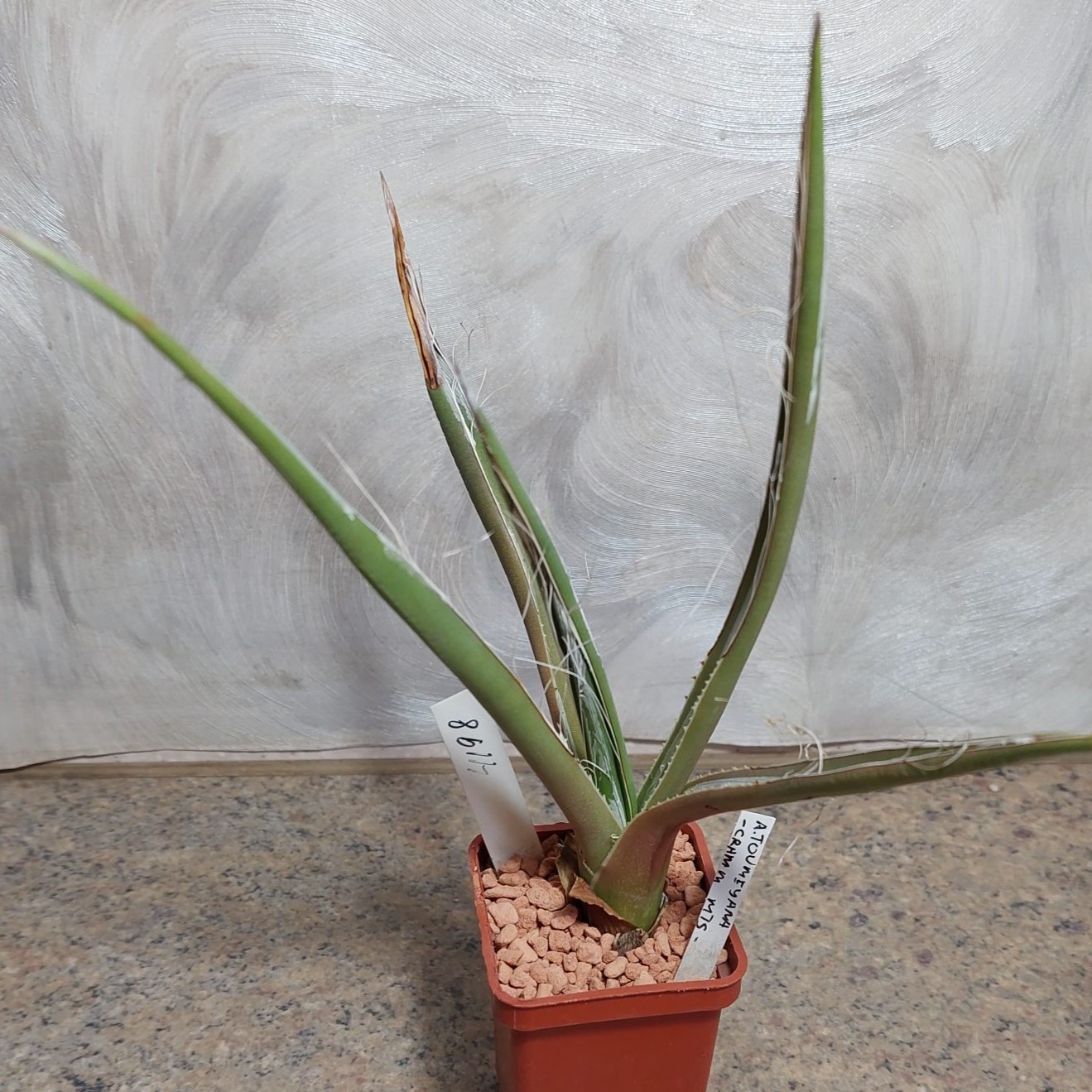 4198 Agave toumeana -Cramm Mts- вік 6 років