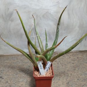 4201 Agave toumeana -Cramm Mts- весь горшик 2 рослини вік 6 років , сіянці