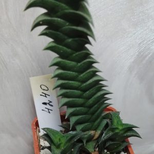 4240 Haworthia viscosa весь горшик