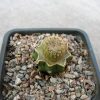 44 Yavia cryptocarpa