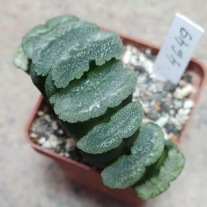 4649 Haworthia truncata -Japan-