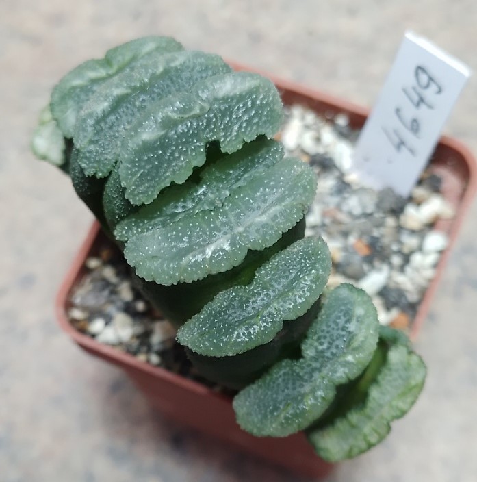 4649 Haworthia truncata -Japan-