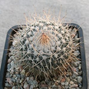 Mammillaria geminispina