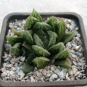 Haworthia SY-96