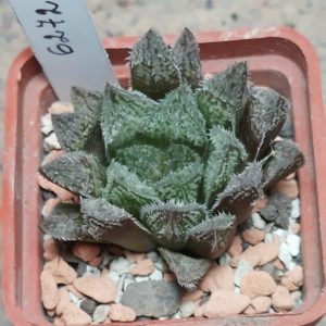 6272 Haworthia 'Gorbi' hybrid F2