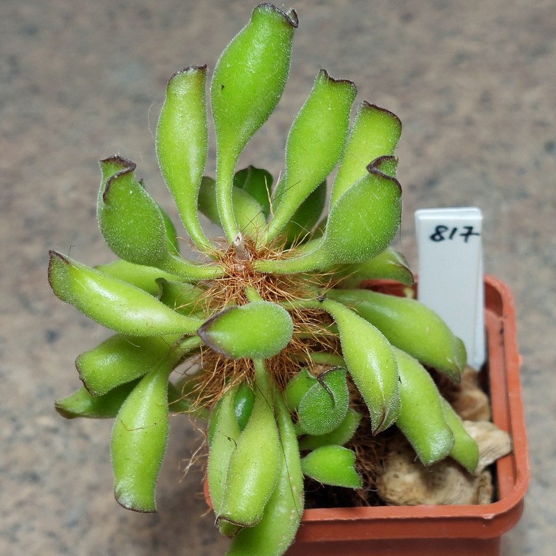 817 Adromischus cristatus var. clavifolius -Kleinpoort- весь горшик