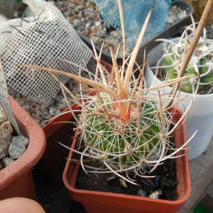 Echinofossulocactus lloydii - світла голка, відбір