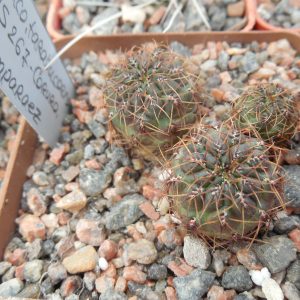 Sulcorebutia tarabucoensis HS 267 - Coruro, Yamparaez - A.Plapp.