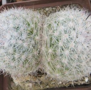mammillaria candida красный цветок