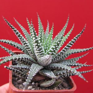 Haworthia attenuata clariperla