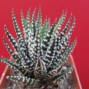 Haworthia attenuata *Alba*