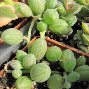 Senecio herreianus