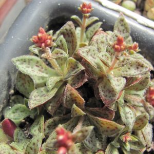 Crassula picturata