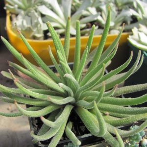 Crassula hirta *Mossel Bay*