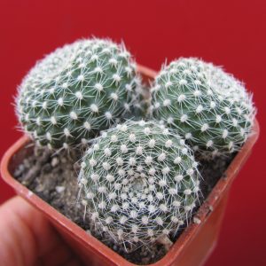 Rebutia krainziana