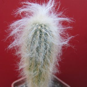 Espostoa lanata