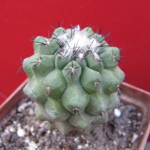 Copiapoa barguitensis