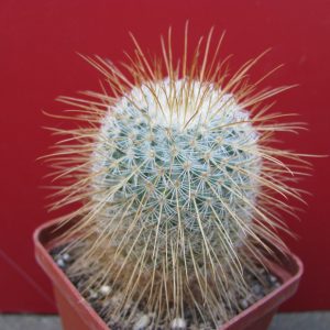 Mammillaria dixanthocentron