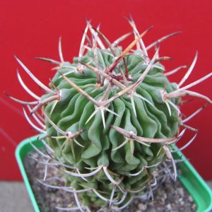 Echinofossulocactus pentacanthus