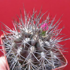 Neoporteria rapifera