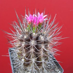 Neoporteria rapifera