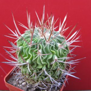 Echinofossulocactus lamellosus