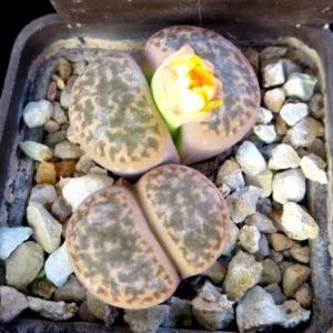 1616.34 MG lithops hookeri dabneri c 301