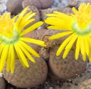 lithops fulviceps