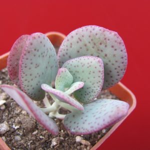 Crassula cordata