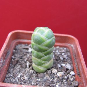 Crassula barklyi