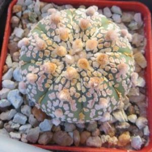 astrophytum super kabuto gold