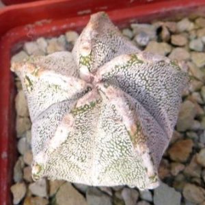 astrophytum hakuun