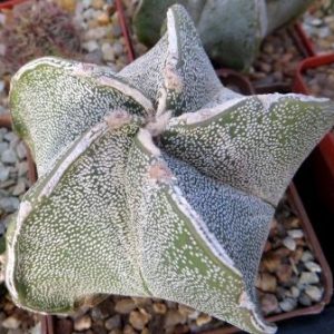 astrophytum myriostigma  spiralis kirro