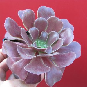 Aeonium Velour