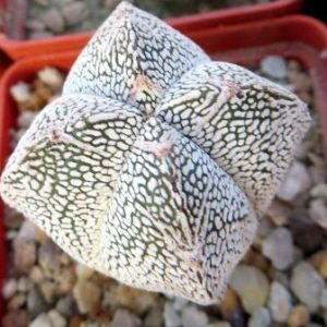 astrophytum onzuka v type