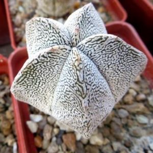 astrophytum onzuka v type