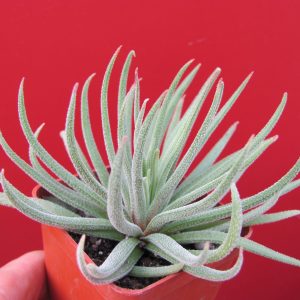 Crassula hirta  *Mossel Bay*